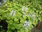 Plectranthus zuluensis